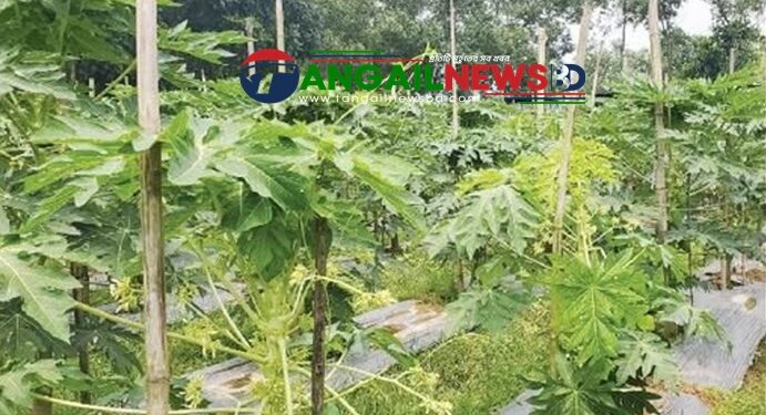 ভেজাল ও নিম্নমানের বীজ ব্যবসায়ীদের খপ্পরে সর্বশান্ত হচ্ছেন মধুপুরের পেঁপেচাষিরা