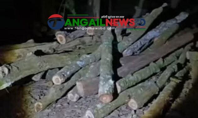 সখীপুরে সাবেক কাউন্সিলর এখলাসের বাড়িতে বনের ৫৫টি গাছের গুঁড়ি উদ্ধার