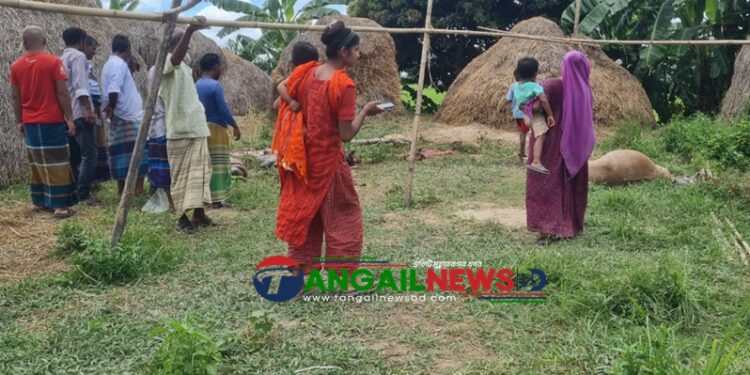 বাসাইলে পরিত্যক্ত বাড়িতে ১০ ঘোড়া জবাই ॥ মাংস নিয়ে পালালো দুর্বৃত্তরা