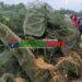 গোপালপুরে ১৫শ’ মিটার অবৈধ চায়না দুয়ারী জাল জব্দ ॥ আগুনে ধ্বংস