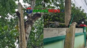 টাঙ্গাইল শহরে ভাঙা খুঁটি গাছে বেঁধে চলছে বিদ্যুৎ সরবরাহ ॥ দুর্ঘটনার শঙ্কা
