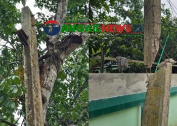 টাঙ্গাইল শহরে ভাঙা খুঁটি গাছে বেঁধে চলছে বিদ্যুৎ সরবরাহ ॥ দুর্ঘটনার শঙ্কা