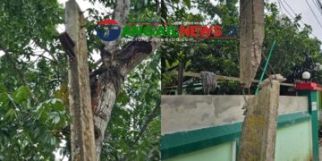 টাঙ্গাইল শহরে ভাঙা খুঁটি গাছে বেঁধে চলছে বিদ্যুৎ সরবরাহ ॥ দুর্ঘটনার শঙ্কা
