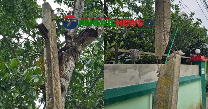 টাঙ্গাইল শহরে ভাঙা খুঁটি গাছে বেঁধে চলছে বিদ্যুৎ সরবরাহ ॥ দুর্ঘটনার শঙ্কা