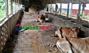 সখীপুরে বণিক সমিতির সভাপতির খামারে আবারও চুরি ॥ এবার গেল ৭ গবাদিপশু