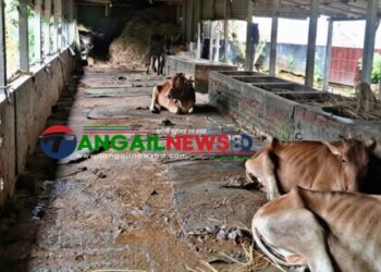সখীপুরে বণিক সমিতির সভাপতির খামারে আবারও চুরি ॥ এবার গেল ৭ গবাদিপশু