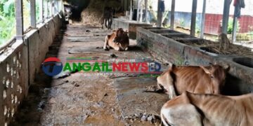 সখীপুরে বণিক সমিতির সভাপতির খামারে আবারও চুরি ॥ এবার গেল ৭ গবাদিপশু