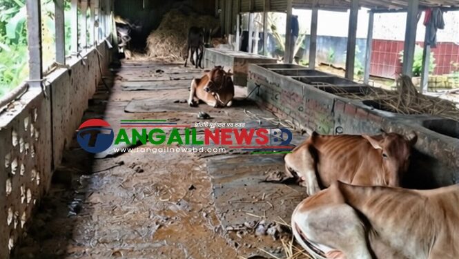 সখীপুরে বণিক সমিতির সভাপতির খামারে আবারও চুরি ॥ এবার গেল ৭ গবাদিপশু