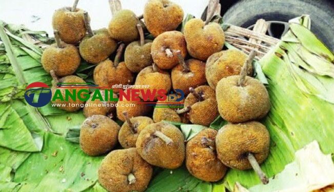 বিলুপ্তির পথে মধুপুর গড়ের ঐতিহ্যবাহী 'চাম্বল' ফল ॥ সংরক্ষণের দাবি