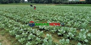 শীতের আগেই টাঙ্গাইলে ১১ হাজার ৪৫০ হেক্টর জমিতে আগাম সবজির আবাদ