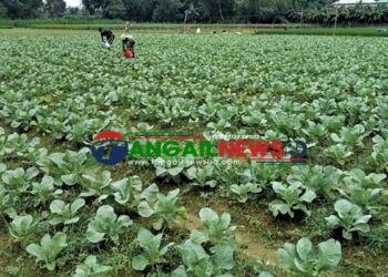 শীতের আগেই টাঙ্গাইলে ১১ হাজার ৪৫০ হেক্টর জমিতে আগাম সবজির আবাদ