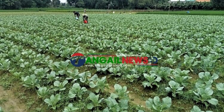 শীতের আগেই টাঙ্গাইলে ১১ হাজার ৪৫০ হেক্টর জমিতে আগাম সবজির আবাদ