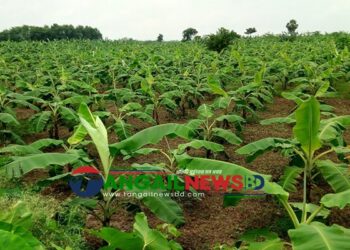 ঘাটাইলে বনের প্রায় আড়াই হাজার গজারি গাছ কেটে কলাবাগান