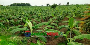 ঘাটাইলে বনের প্রায় আড়াই হাজার গজারি গাছ কেটে কলাবাগান