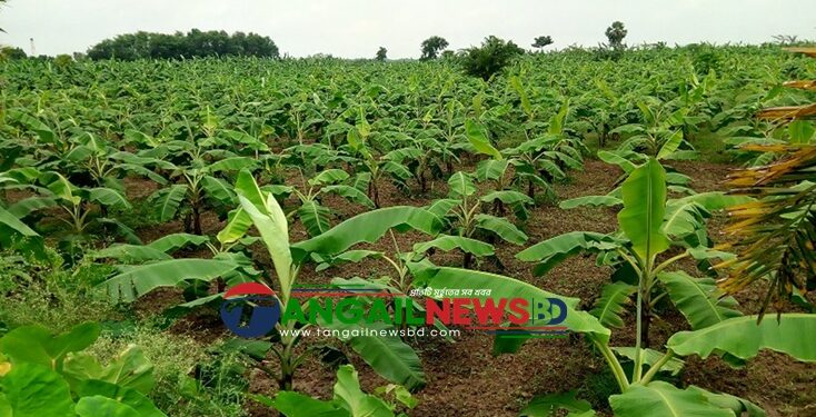 ঘাটাইলে বনের প্রায় আড়াই হাজার গজারি গাছ কেটে কলাবাগান