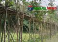 একটি সেতুর অভাবে নাগরপুরের ভাদ্রায় ২২ গ্রামের মানুষের দুর্ভোগ চরমে