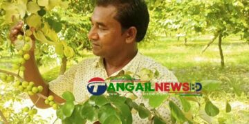 সখীপুরে প্রায় ৫০ একর জমিতে মোসলেম গড়ে তুলেছেন বরইয়ের বাগান