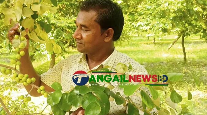 সখীপুরে প্রায় ৫০ একর জমিতে মোসলেম গড়ে তুলেছেন বরইয়ের বাগান