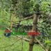 মির্জাপুরের আজগানায় যুবদল নেতার বিরুদ্ধে জমি দখল চেষ্টার অভিযোগ!