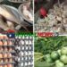 টাঙ্গাইলের বাজারে চড়া দামে বিক্রি হচ্ছে ডিম-মাছ-মুরগি ॥ কিছুটা স্বস্তি সবজিতে