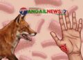 গোপালপুরে পাগলা শেয়ালের হামলায় নারীসহ আহত ৩ জন