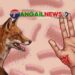 গোপালপুরে পাগলা শেয়ালের হামলায় নারীসহ আহত ৩ জন