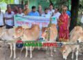 গোপালপুরে সুবিধাবঞ্চিত পরিবারের মাঝে বিনামূল্যে বকনা গরু বিতরণ