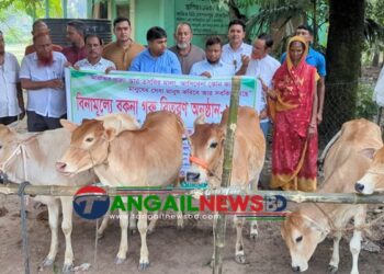 গোপালপুরে সুবিধাবঞ্চিত পরিবারের মাঝে বিনামূল্যে বকনা গরু বিতরণ