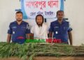 নাগরপুরে ৫টি গাঁজা গাছসহ মাদক কারবারি রাসেল গ্রেফতার