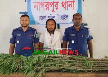 নাগরপুরে ৫টি গাঁজা গাছসহ মাদক কারবারি রাসেল গ্রেফতার