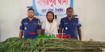 নাগরপুরে ৫টি গাঁজা গাছসহ মাদক কারবারি রাসেল গ্রেফতার
