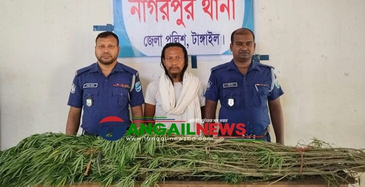 নাগরপুরে ৫টি গাঁজা গাছসহ মাদক কারবারি রাসেল গ্রেফতার