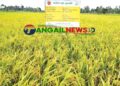 টাঙ্গাইলে জনপ্রিয় হচ্ছে এক জমিতে চার ফসল আবাদ