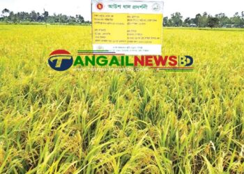 টাঙ্গাইলে জনপ্রিয় হচ্ছে এক জমিতে চার ফসল আবাদ
