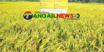 টাঙ্গাইলে জনপ্রিয় হচ্ছে এক জমিতে চার ফসল আবাদ