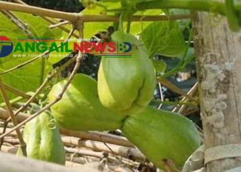 ঘাটাইলে হাফিজুর বাণিজ্যিকভাবে বিদেশী সবজি সায়োট চাষে সফল