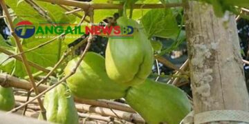 ঘাটাইলে হাফিজুর বাণিজ্যিকভাবে বিদেশী সবজি সায়োট চাষে সফল