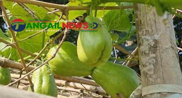 ঘাটাইলে হাফিজুর বাণিজ্যিকভাবে বিদেশী সবজি সায়োট চাষে সফল