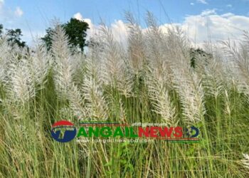 টাঙ্গাইলে কাশফুলের নীল আকাশে ভেসে বেড়ায় শ্বেত মেঘের ভেলা