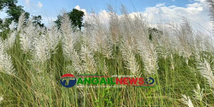 টাঙ্গাইলে কাশফুলের নীল আকাশে ভেসে বেড়ায় শ্বেত মেঘের ভেলা