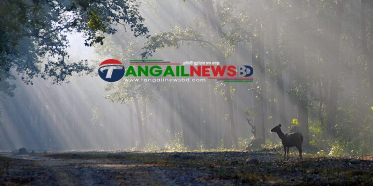 মধুপুরে বন্য পশুর আক্রমনে স্কুলে যেতে ভয় পাচ্ছে শিশুরা