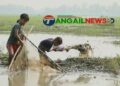 ঘাটাইলের ধলাপাড়া চাপড়া বিলে হারিয়ে যাচ্ছে দেশীয় মাছ ধরার উৎসব