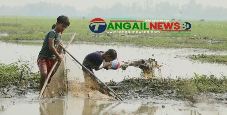 ঘাটাইলের ধলাপাড়া চাপড়া বিলে হারিয়ে যাচ্ছে দেশীয় মাছ ধরার উৎসব