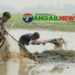 ঘাটাইলের ধলাপাড়া চাপড়া বিলে হারিয়ে যাচ্ছে দেশীয় মাছ ধরার উৎসব