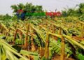 মধুপুরে ৮ গ্রামে হঠাৎ ঝড়ে লন্ডভন্ড ৮৭ হেক্টর জমির ফসল