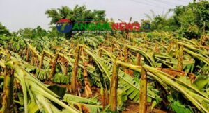 মধুপুরে ৮ গ্রামে হঠাৎ ঝড়ে লন্ডভন্ড ৮৭ হেক্টর জমির ফসল