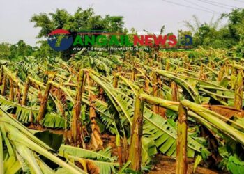মধুপুরে ৮ গ্রামে হঠাৎ ঝড়ে লন্ডভন্ড ৮৭ হেক্টর জমির ফসল