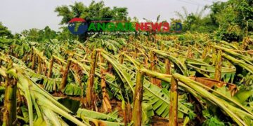 মধুপুরে ৮ গ্রামে হঠাৎ ঝড়ে লন্ডভন্ড ৮৭ হেক্টর জমির ফসল