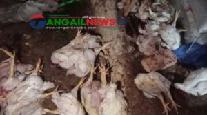 সখীপুরে দীর্ঘসময় বিদ্যুৎ বিভ্রাটে ১৬শ’ মুরগির মৃত্যু