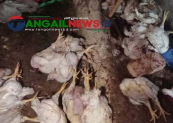 সখীপুরে দীর্ঘসময় বিদ্যুৎ বিভ্রাটে ১৬শ’ মুরগির মৃত্যু